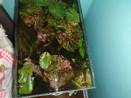 Rimless C. Miniopinna Betta Tank