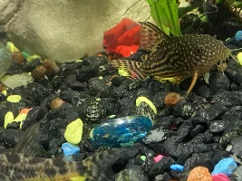 Thinking I Need to Rehome My Fish