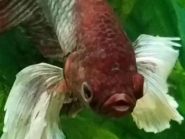 male Betta fish may have pop-eye?