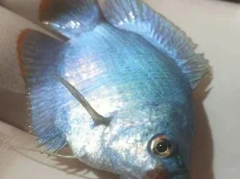 Gourami mouth area, cant find any info.