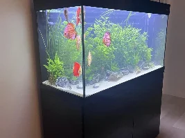 Cloudy water after water change