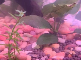 Platy Flouncing off plants