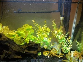 Marbled Talking Catfish Sick After Pictus Dying Fast