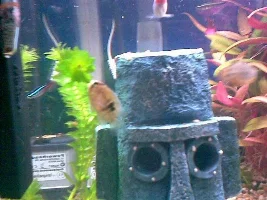 Spongebob Squarepants Tank