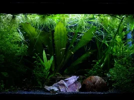 I'm feeling discouraged about my pygmy cories.