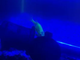 Wound on danio? SAVE HULK!!!