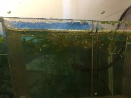 HELP! Why are my guppy fry dying?