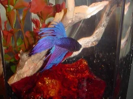 The new Mini Tank & Rocky