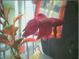 identify my betta for me please!