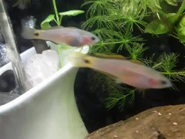 Huh?