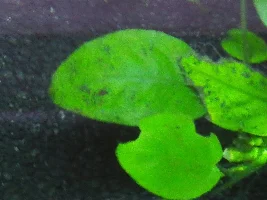 Algae??