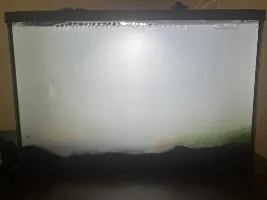 Weird cloudy layer in Guppy Tanks