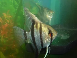 Some pics of my fish