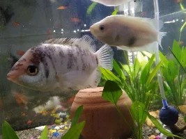 What's happening to my fish?