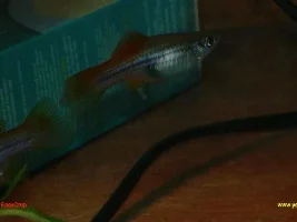 New Swordies