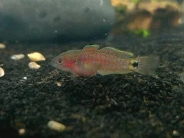 Peacock gudgeon photos