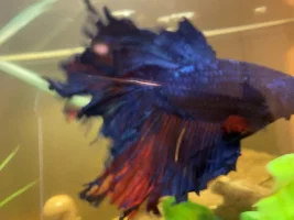 Betta Fin Rot :( Desperate for help
