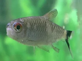 3 Guppies dead, is this a disease?