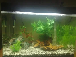 My Fish R Fun 20 Gal Tank