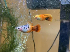 Selling Freshwater Fish
