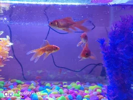 My platy not eating