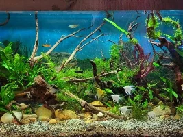 Been a while........my Angel tank