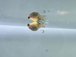 Is there something wrong with her gills?