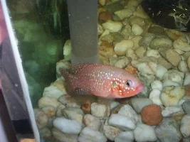 My Gallery of fish + Tanks