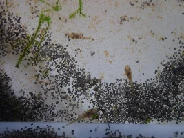 Help! My cories spawned! What do I do??