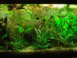 Reducing Nitrate Without Water Changes