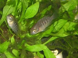 Oddballs, fry pics, cichlids.