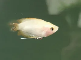 Honey gourami