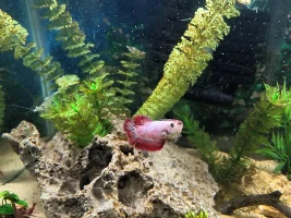 Shrimp swarm and other pics soon