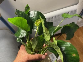 Insane Anubis barteri plants