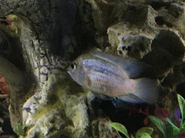 Thoughts on this chap