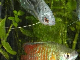 Tank Full of Gouramis?
