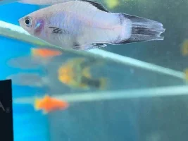 Platy not swimming?!