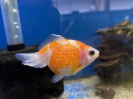 Some neat fish at my LFS
