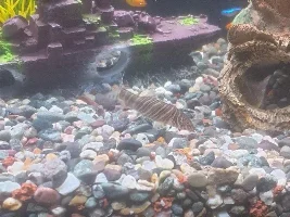 Finally got some fishes!!