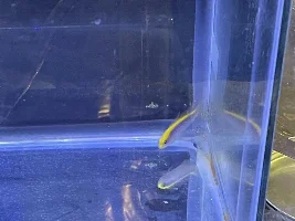 29g Saltwater Nano Tank