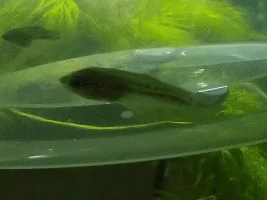 Need help identifying fry