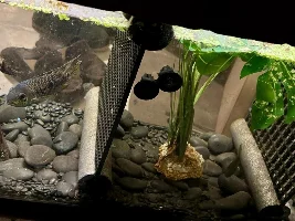 remembering again, why I gave up ( for the most part ) on South American cichlids...