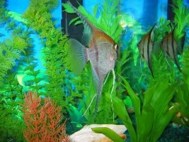 More tankmates