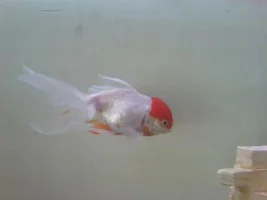 My Oranda's Poo Is White, Is This Bad?