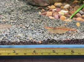 Chonky amanos