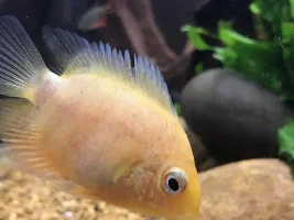 Help my fish is sick!!!