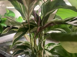 “High Tech” “Low Tech” plant filtering…