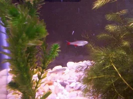 FishNewbies Tanks!