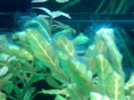 Plants