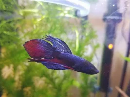 Fin turning white?